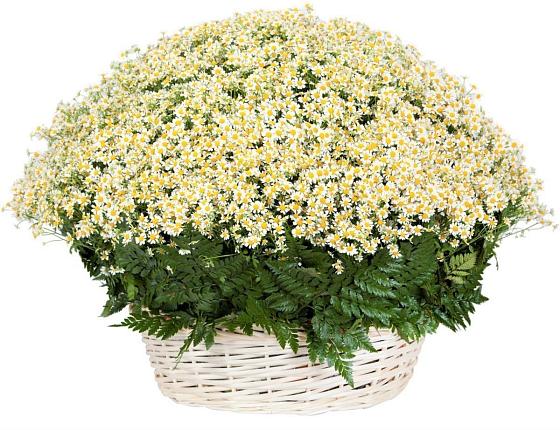 Цветочная композиция из Ромашки в корзине в Котово