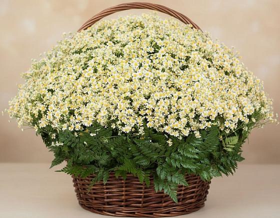Цветочная композиция из Ромашки в корзине в Котово